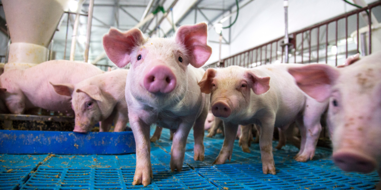 Denemarken neemt het welzijn van varkens eindelijk serieus, na jaren van pleitbezorging