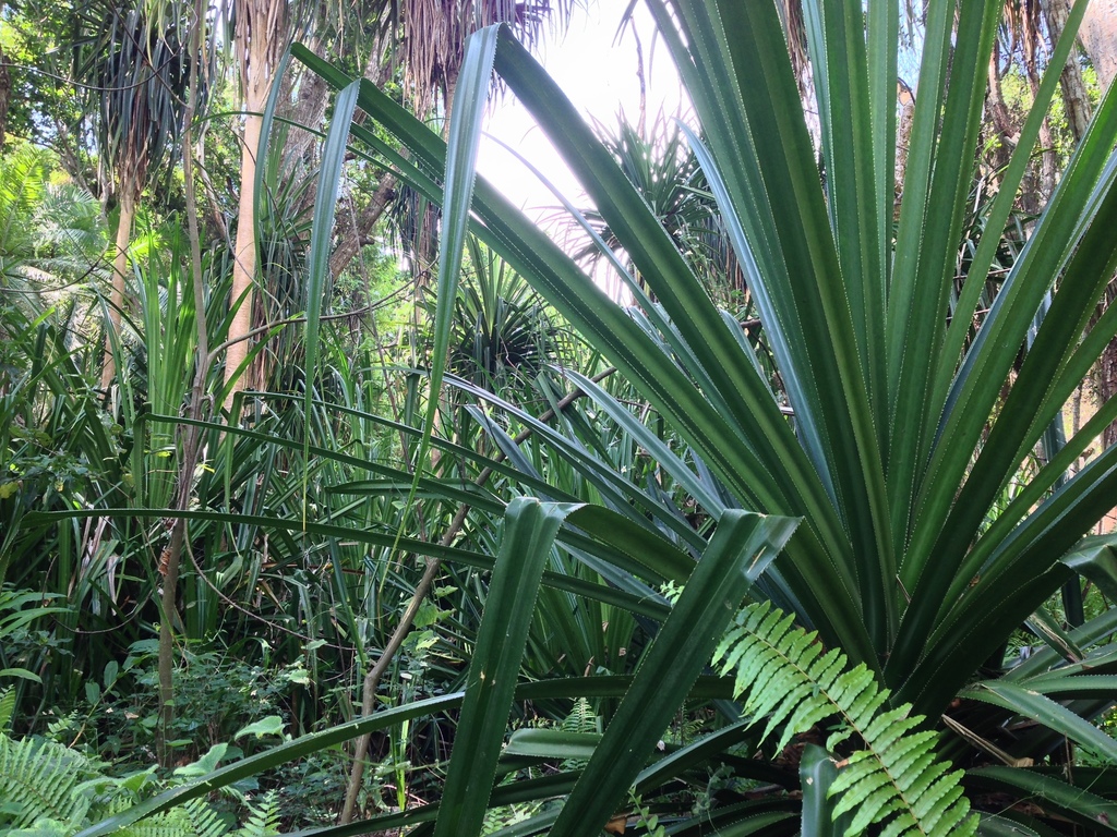 Schroefpijnboom (Pandanus rabaiensis) in Morogoro, Tanzania. Afbeelding © Andrey Vlasenko via iNaturalist (CC BY-NC 4.0). 