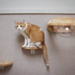 cat playing