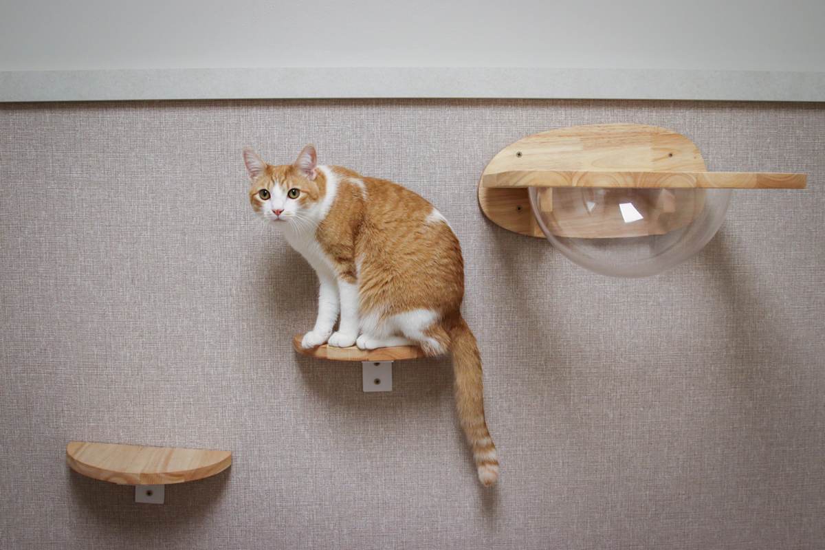 cat playing