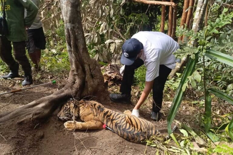 Een team van de West Sumatra Natural Resources Conservation Agency (BKSDA Sumbar) heeft op 21 mei 2026 een tijger gered die in een strik was gevangen in het district North Rao, in het regentschap Pasaman. 