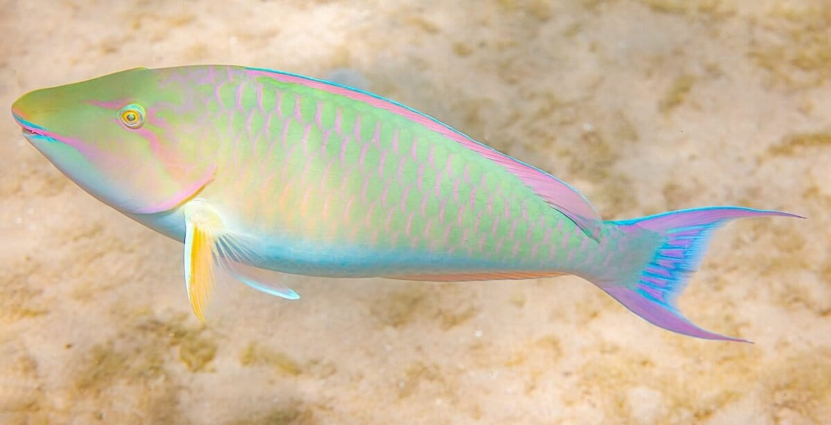 Langneus papegaaivis. Afbeelding met dank aan Diego Delso / delso.photo via Wikimedia Commons, CC BY-SA.