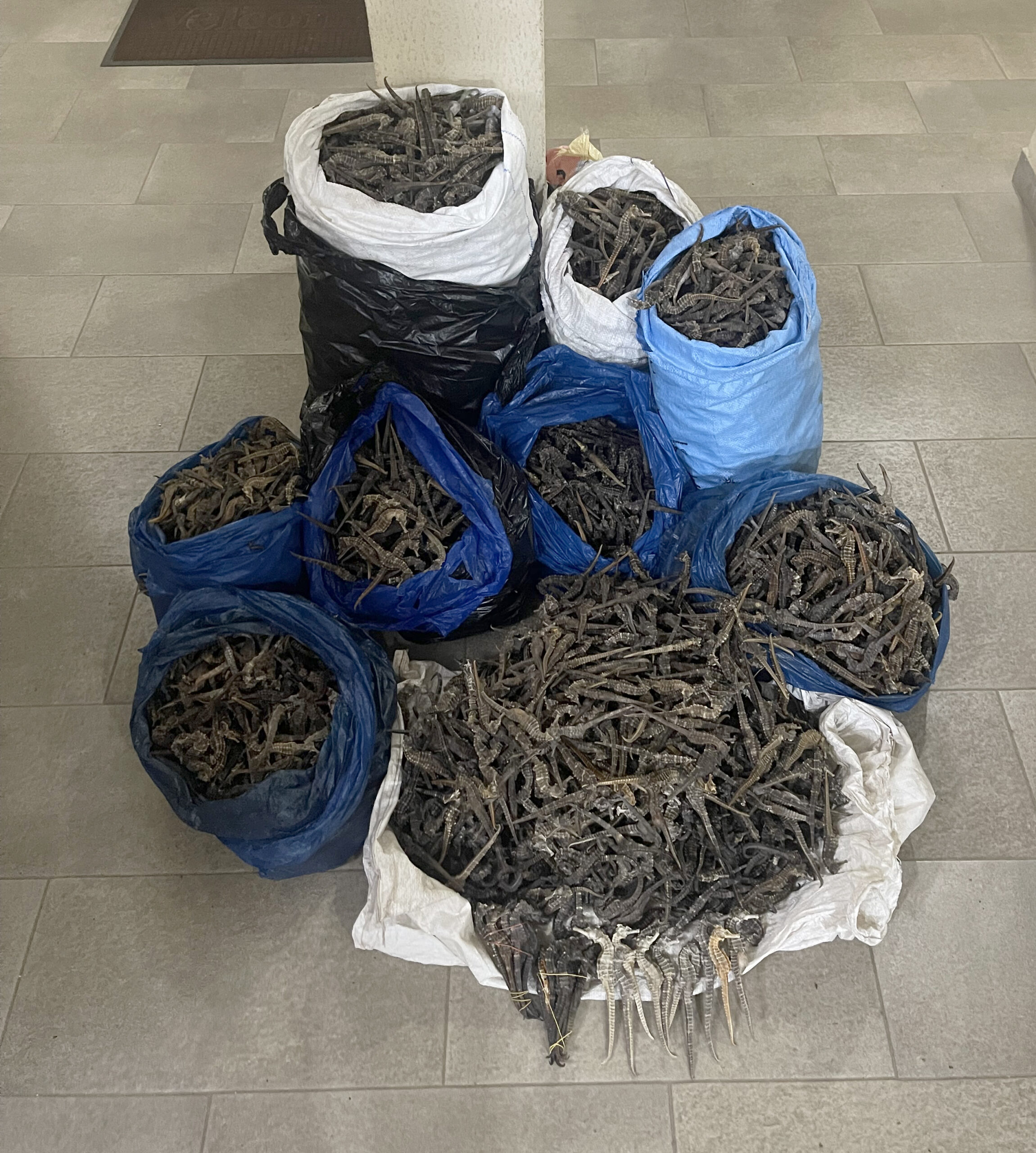 Gedroogde zeepaardjes in beslag genomen door autoriteiten in Guinee.