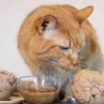 Waarom stoppen katten plotseling met eten? Nieuwe studie onthult dat hun reukvermogen de reden kan zijn