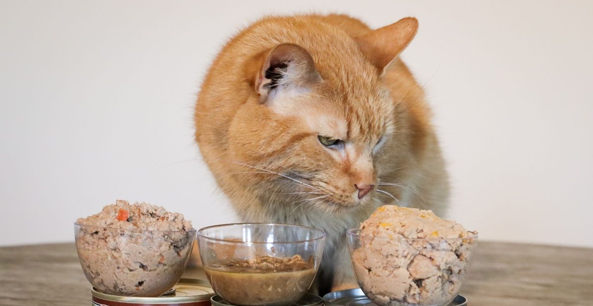 Waarom stoppen katten plotseling met eten? Nieuwe studie onthult dat hun reukvermogen de reden kan zijn