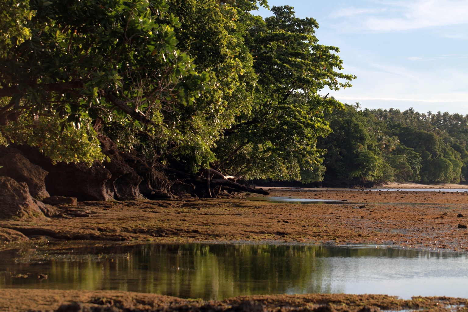 Een mangrovebos in Indonesië. Afbeelding door Rhett A. Butler/Mongabay.