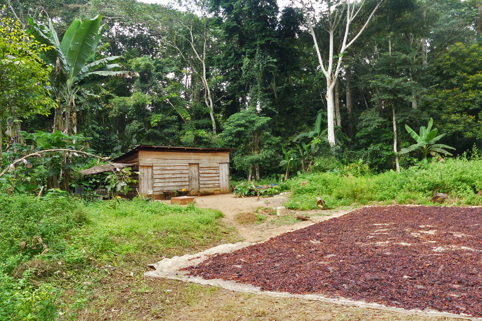 Traditionele cacaozaden drogen onder de zon in een dorp in Kameroen. De cacaoteelt is een belangrijke oorzaak van bosdegradatie in de regio. Afbeelding door Le Bienfaiteur Sagang.