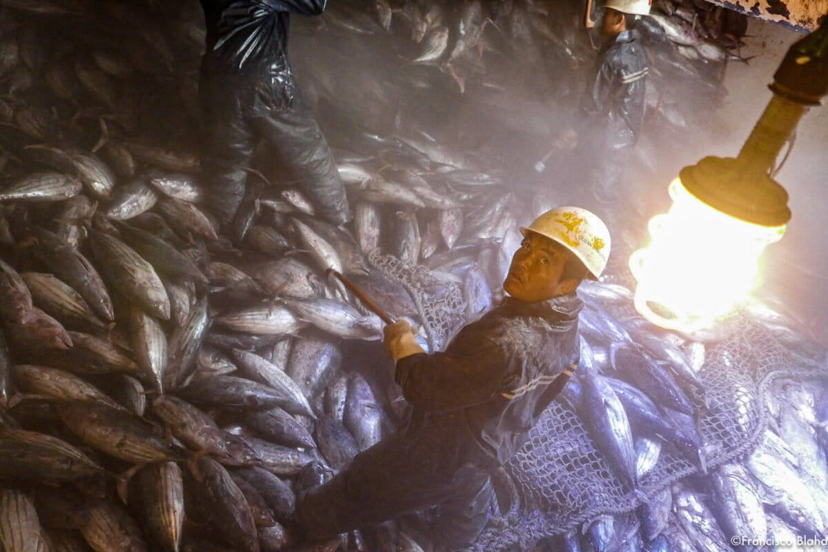 Bemanningsleden uit Zuidoost-Azië werken aan het lossen van vis op ringzegenvaartuigen in de westelijke Stille Oceaan in 2023.