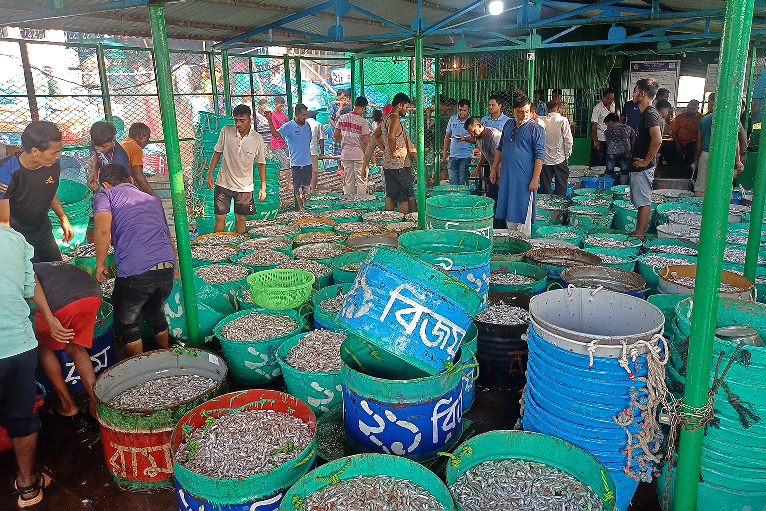 Zoetwatervis gevangen uit het Kaptai-meer wordt in vaten opgeslagen in het visaanvoercentrum van Rangamati voordat hij wordt verkocht aan handelaren en groothandelaren. Afbeelding door Rikors Chakma.