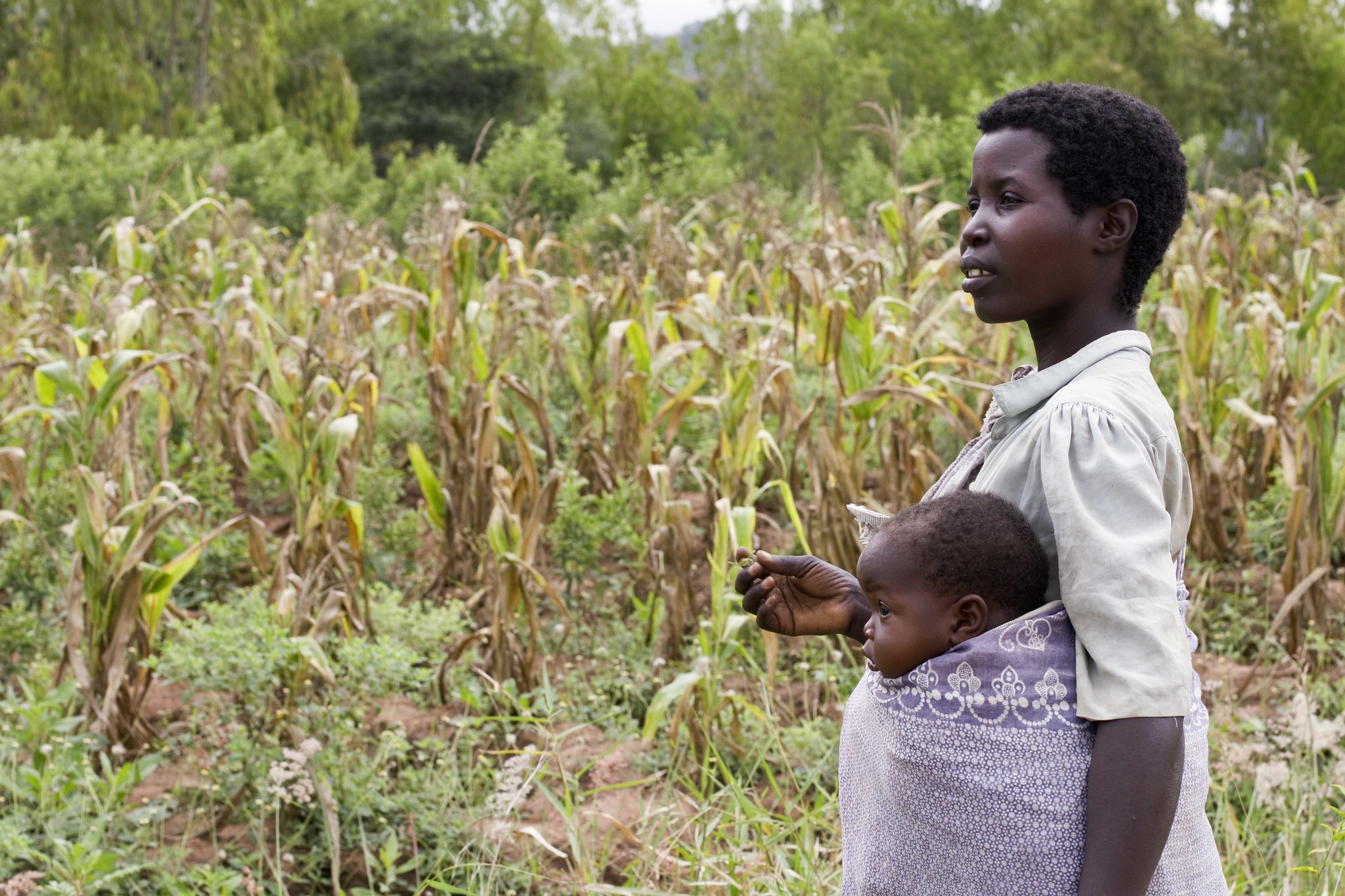 Een boer in het Mwanza-district: de Malawi-afdeling van de Rural Women's Assembly helpt vrouwen als deze te leren hoe ze agroforestry kunnen beoefenen, de gezondheid van de bodem kunnen beschermen en leningen kunnen verkrijgen om hun boerderijen te verbeteren. Afbeelding door Swathi Sridharan/ICRISAT via Flick (CC BY-SA 2.0).