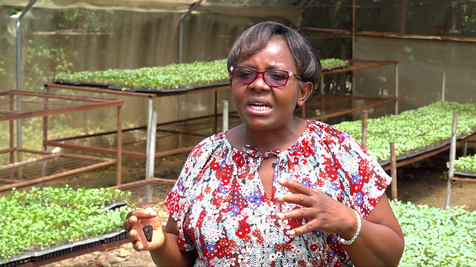 Josephine Ndonji, een boerin op haar tomatenkwekerij in Ahero, Kisumu County, Kenia. Ze koos voor commerciële kunstmest en gaf veel meer uit dan degenen die via het overheidssubsidieprogramma kochten. Foto door Achieng'Otieno, Mongabay.