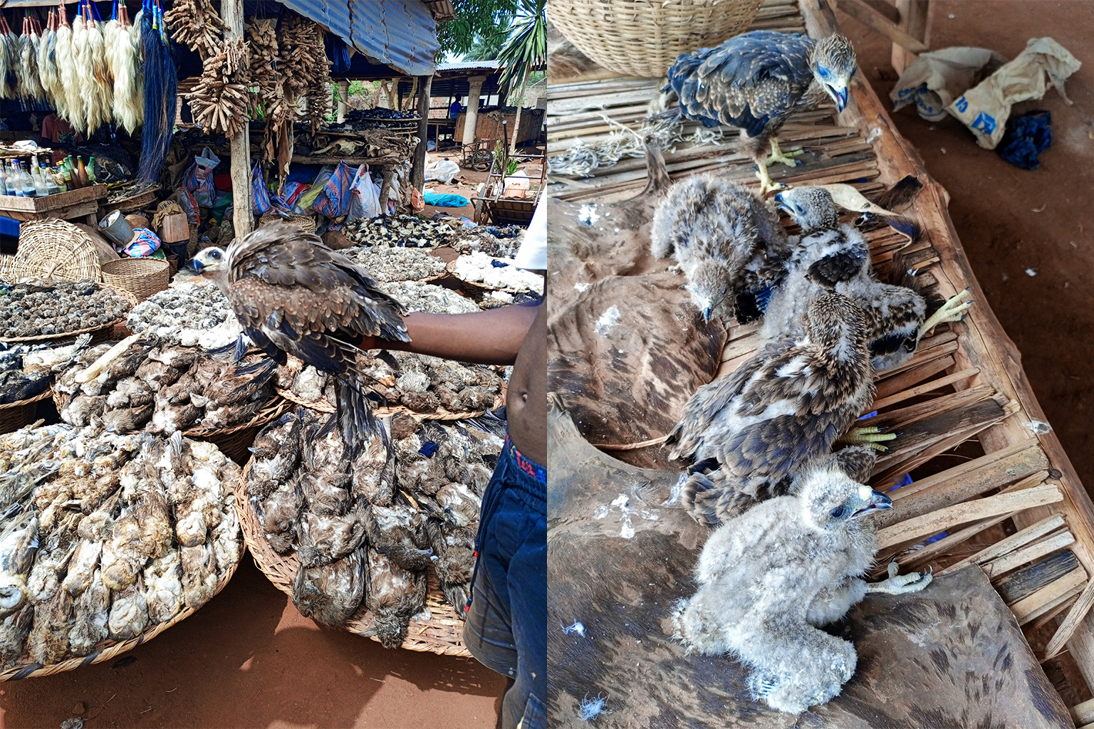 (Links) Een man toont een geelsnavelwouw op een wildmarkt. (Rechts) Geelsnavelwouwkuikens te koop op een openluchtmarkt.