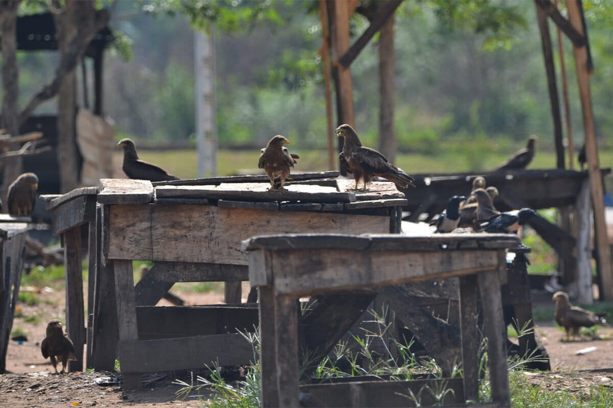 5-Geelsnavelwouwen-in-Nigeria