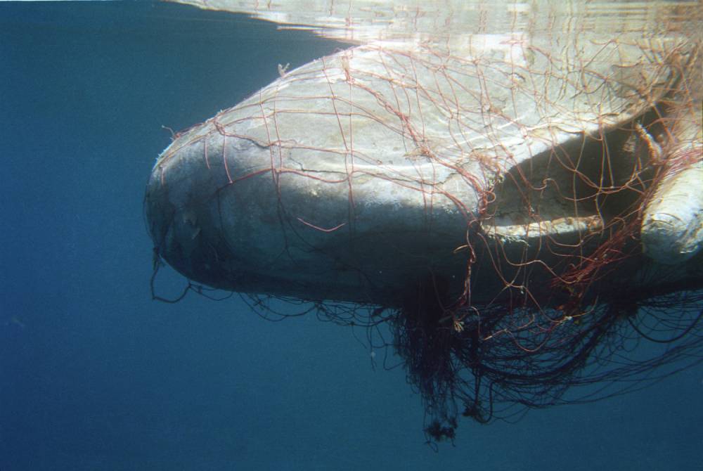 Dode potvis zou zijn gedood door illegale Italiaanse drijfnetten in de wateren bij Mallorca.