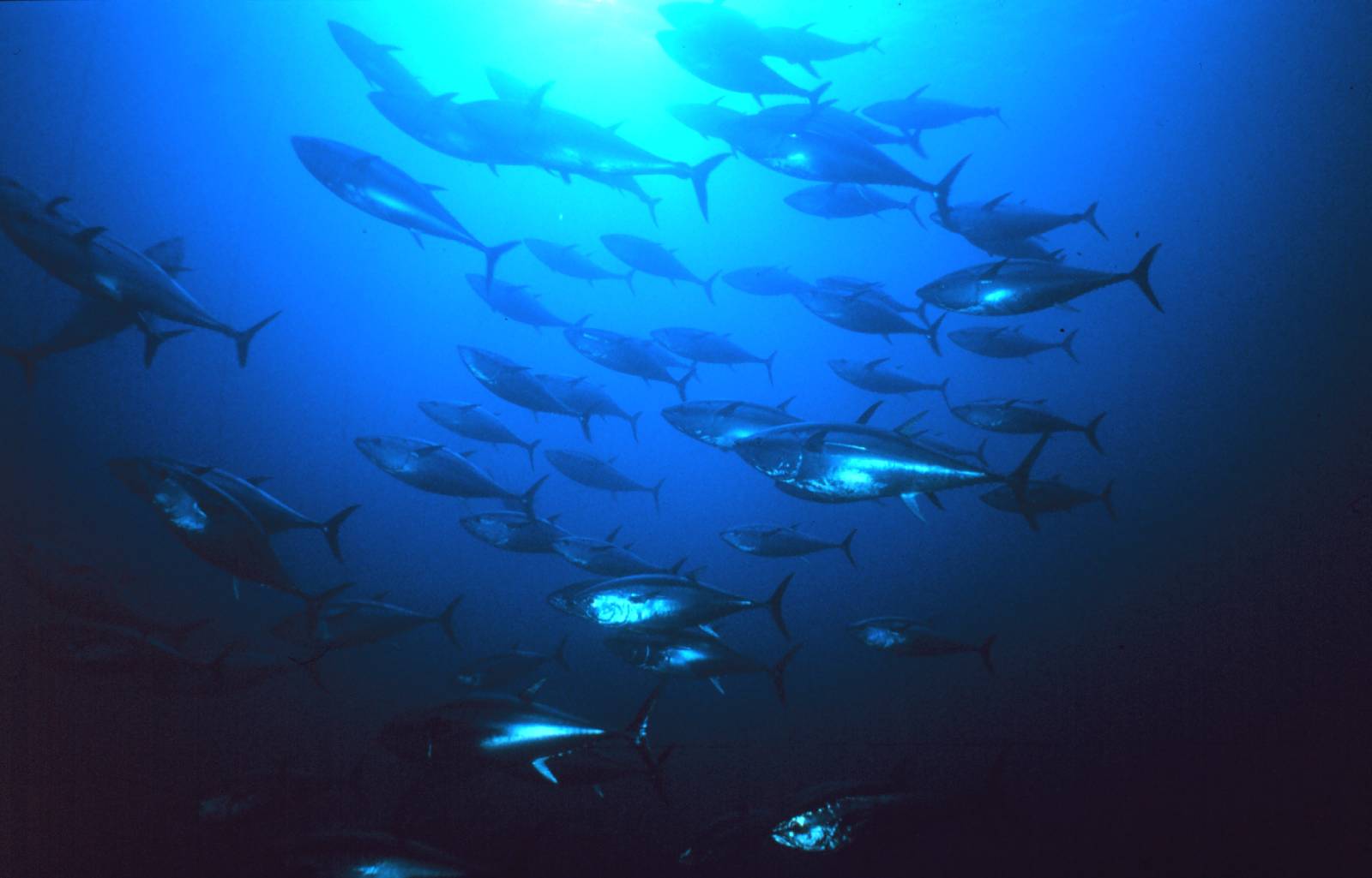 Atlantische blauwvintonijn zwemt in een diepblauwe zee.