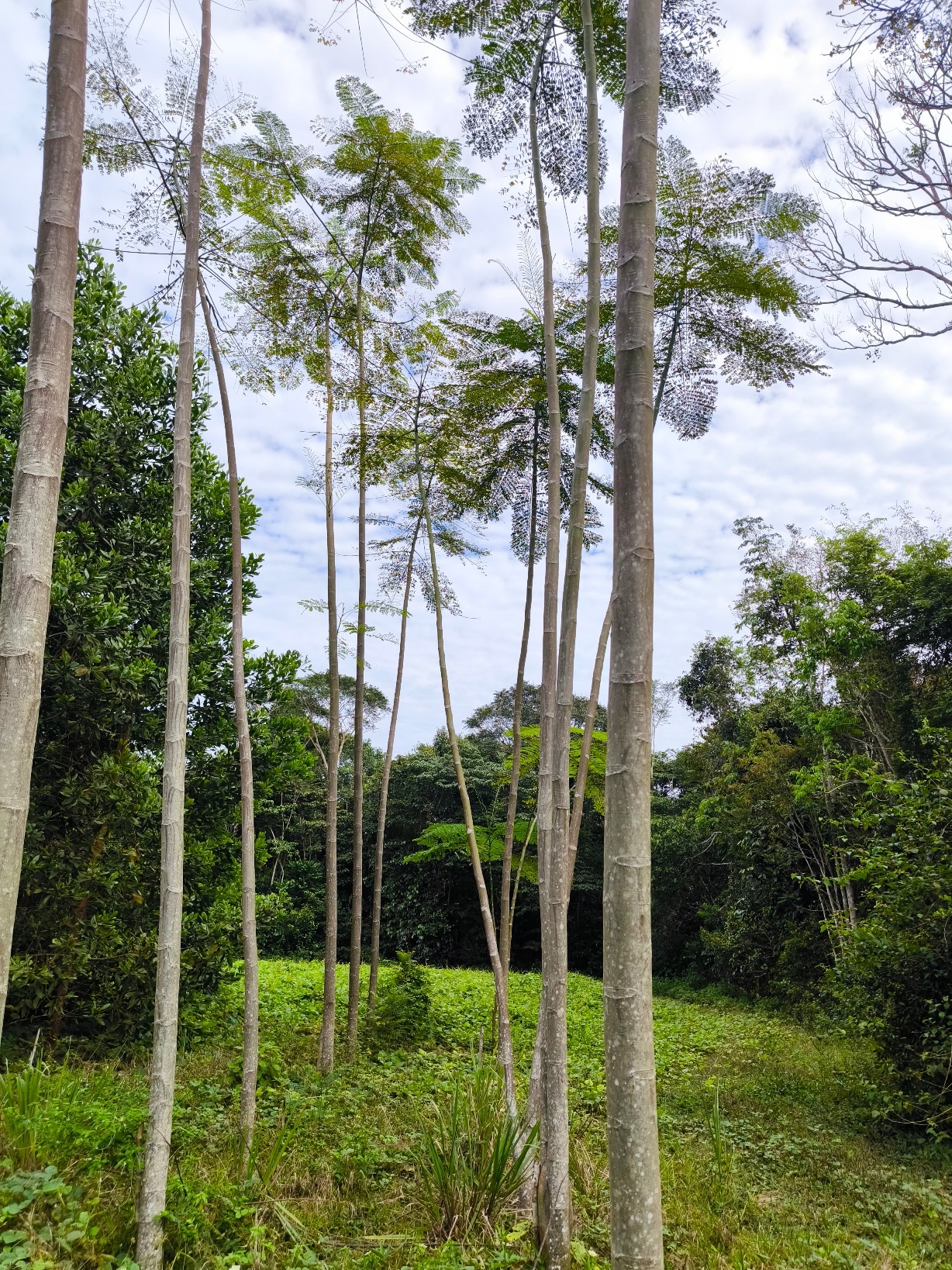 Paricá-bomen geplant tijdens het ADE-experiment.