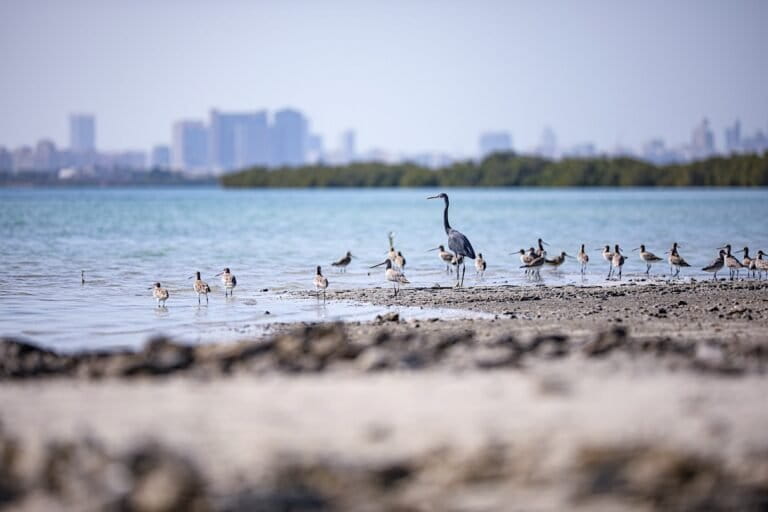 Steenwulpen en een rifreiger in het Mangrove Marine National Park, Abu Dhabi, Verenigde Arabische Emiraten. Afbeelding met dank aan Maitha Bughanoom.