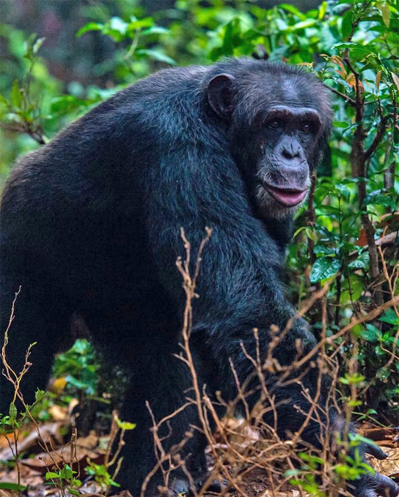 Een westerse chimpansee in Tacugama.