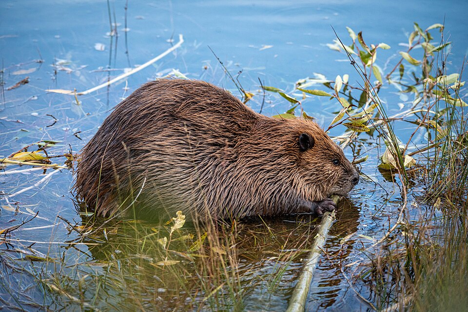 Een ecosysteemtechnische bever die hard aan het werk is en een tak voorbereidt voor gebruik in een dam of lodge of als voedsel.