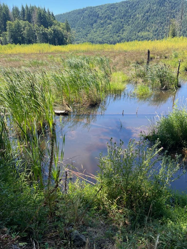 Eenmaal een "woestenij" Door de opbouw en verhoging van de sedimentretentiestructuur zijn het eigendom van Mark Smith en het aangrenzende openbare land opnieuw vergroend tot een moerasland dankzij de herinrichting van het ecosysteem door de bevers. Afbeelding door Mark Smith.