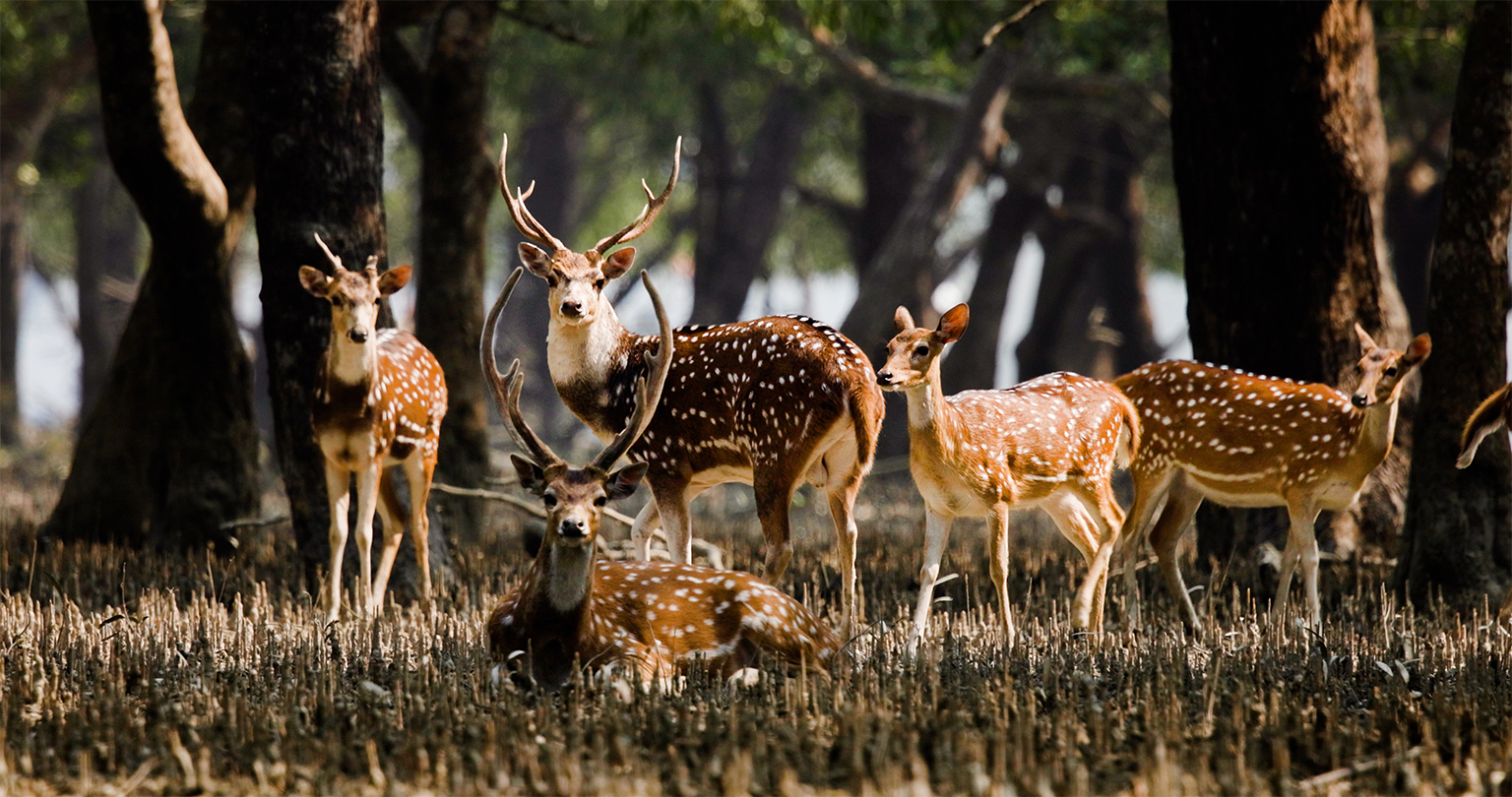 Naast andere illegale activiteiten blijft het stropen van herten gebruikelijk in het Bengaalse deel van de Sundarbans.