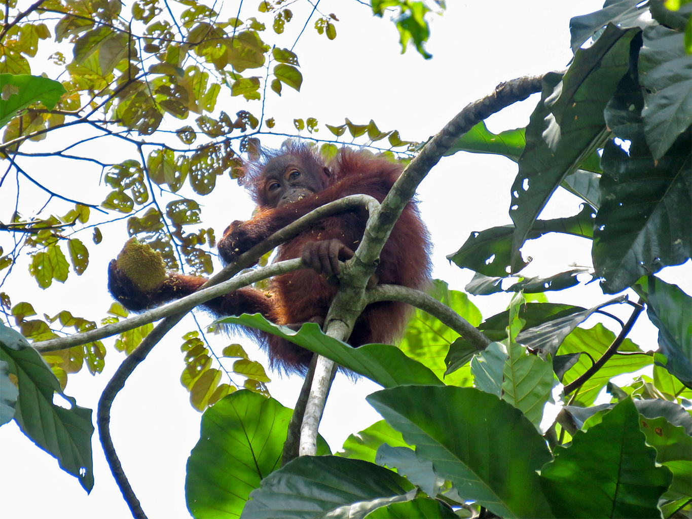 Een Borneose orang-oetan (Pongo pygmaeus) in het Danum Valley Field Centre. Lianen zijn een kenmerkend onderdeel van tropische bossen. Hun soepele wijnstokken verbinden bomen in het bladerdak en vormen natuurlijke bruggen voor wilde dieren, terwijl hun overvloedige bloemen en vruchten bestuivers aantrekken en voedsel bieden voor wilde dieren, waaronder orang-oetans. Afbeelding door CW Gan via Flickr (CC BY-NC 2.0).