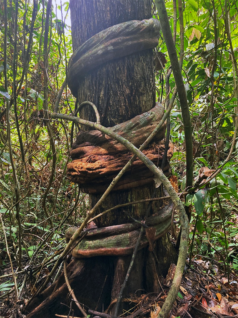 Een liaan krulde rond een volwassen boom in Sabah, Maleisië. Lianen zijn ‘structurele parasieten’: ze zijn te slap om op zichzelf te staan, ze gebruiken bomen als steiger om het bovenste bladerdak te bereiken, waarbij ze hun bladeren spreiden om kostbaar zonlicht op te vangen, terwijl hun ondergrondse wortels met de bomen concurreren om water en voedingsstoffen. Afbeelding met dank aan Chris Philipson.