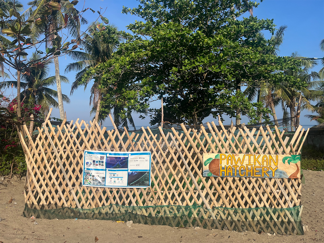 Een van de twee broederijen van LAMAVE in Santo Niño, San Vicente, Palawan. Pawikan is het Filipijnse woord voor zeeschildpad, april 2026. Afbeelding door Rachel Duckett voor Mongabay.