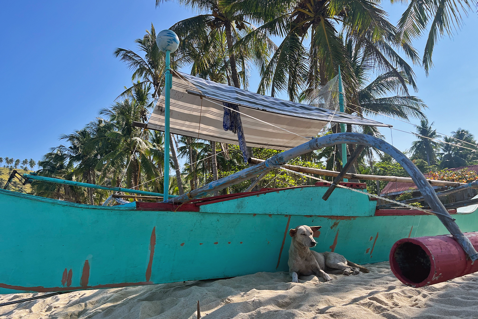 Een hond luiert in de schaduw van een vissersboot op het strand van Santo Niño, San Vicente, Palawan, april 2026. Afbeelding door Rachel Duckett voor Mongabay.