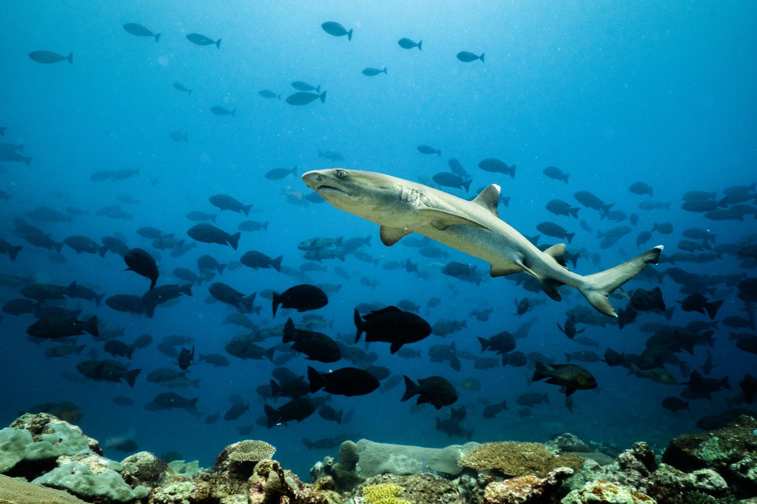 Een witpuntrifhaai (Triaenodon obesus) besluipt het rif bij Luf Island, Papoea-Nieuw-Guinea.