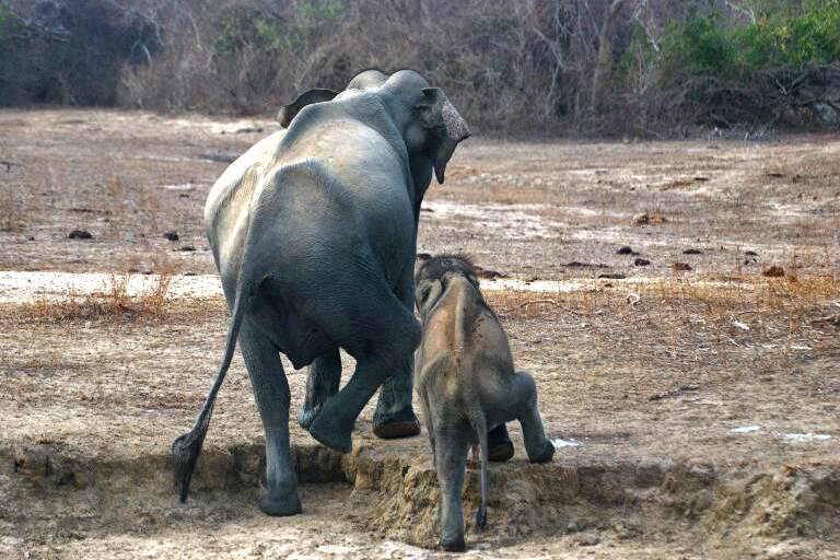 Een uitgemergelde olifant en een kalf lopen in uitgedroogde omstandigheden door het Yala National Park. Afbeelding met dank aan Spencer Manuelpillai.
