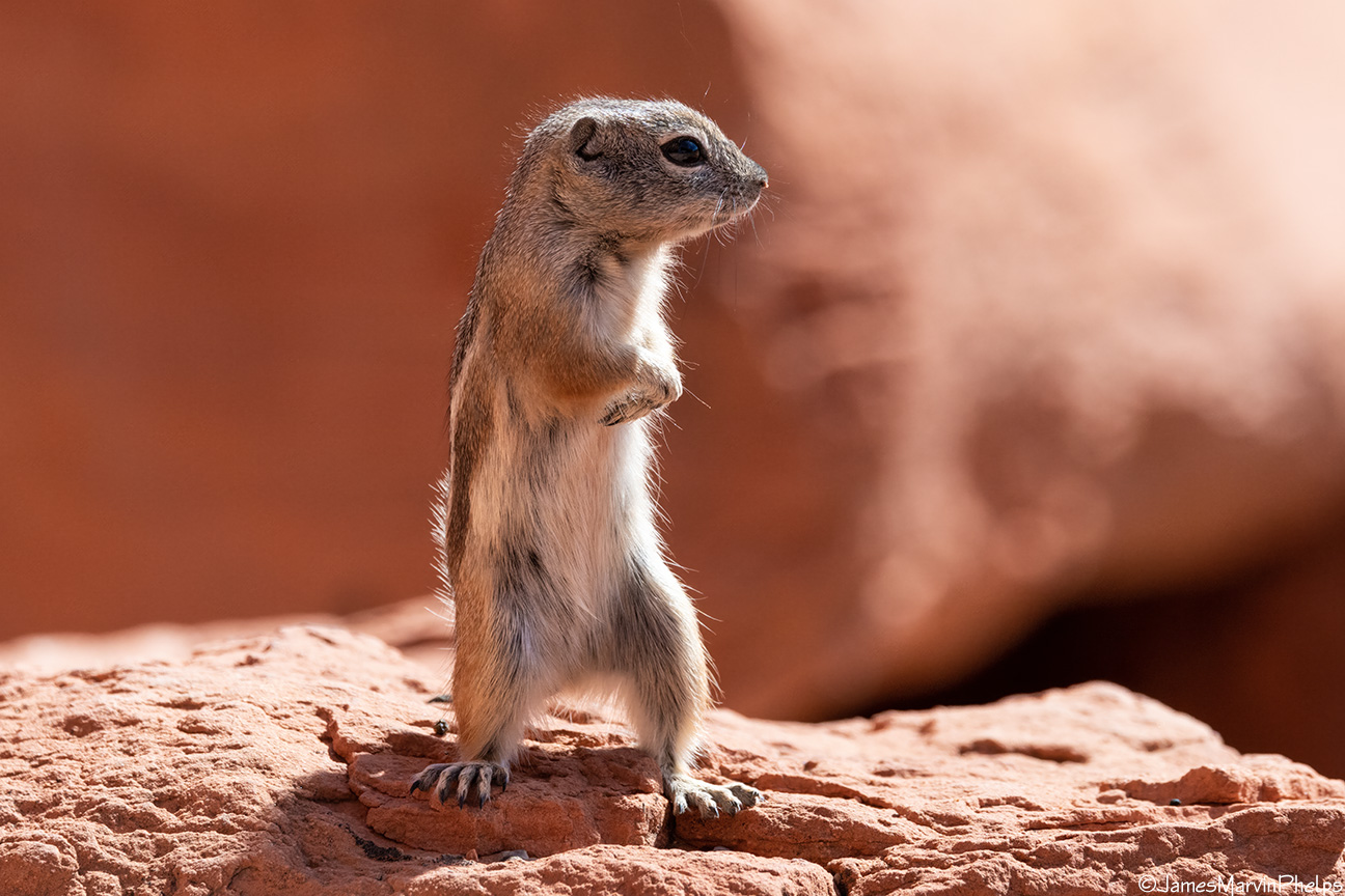 Een witstaartantilope-eekhoorn (Ammospermophilus leucurus) in de Mojave-woestijn.