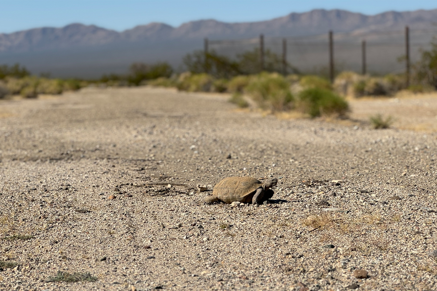Een woestijnschildpad in de Mojave-woestijn. Afbeelding met dank aan Kayla Thompson/Mojave Desert Land Trust.