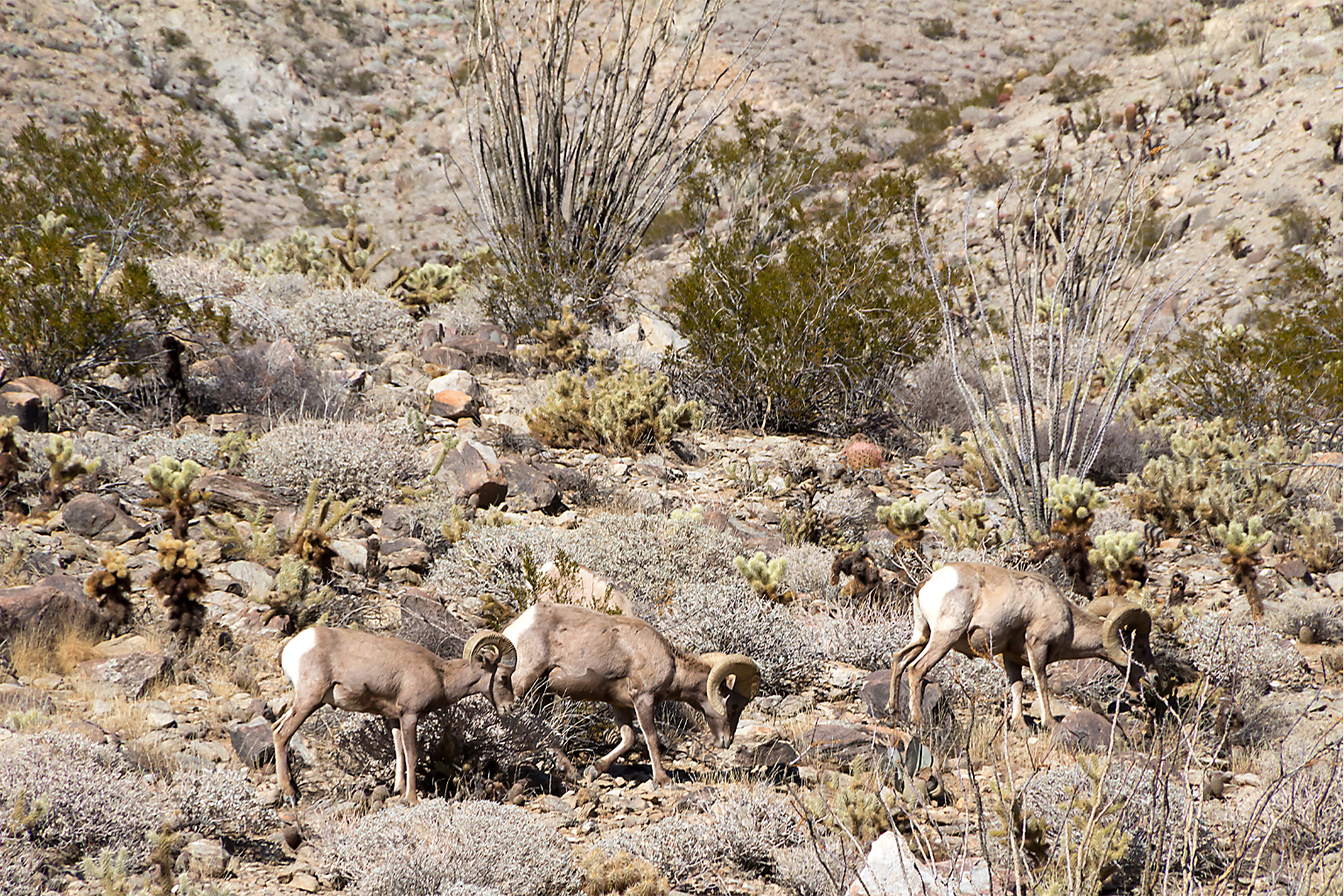 Dikhoornschapen in de Mojave-woestijn.