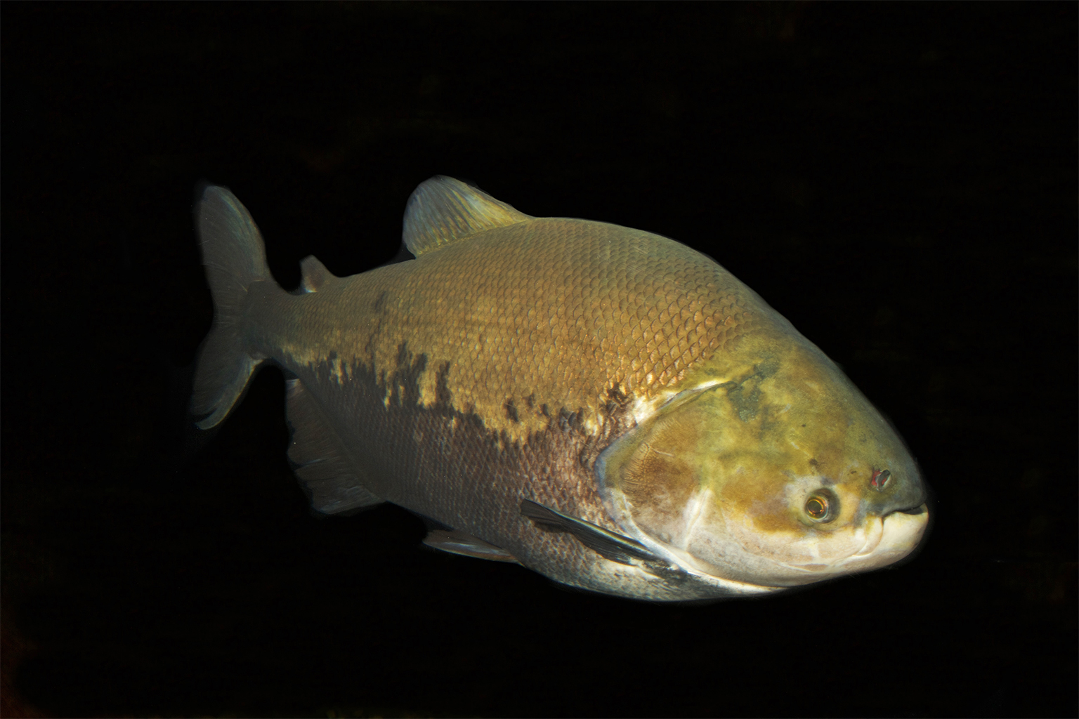 Tambaqui (Colossoma macropomum). Afbeelding door Brian Gratwicke via Flickr. CC BY 2.0.