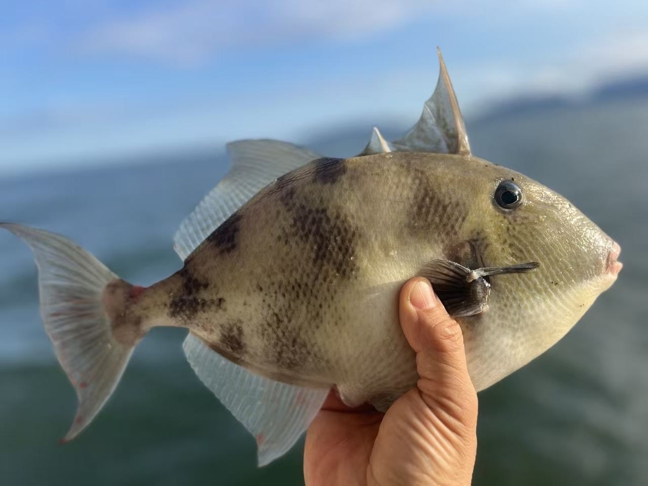 Grijze trekkervis (Balistes capriscus) in een vismarkt. Cabo Frio, Brazilië. 