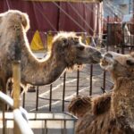 Beelden uit dierencircussen in Italië onthullen de sombere realiteit