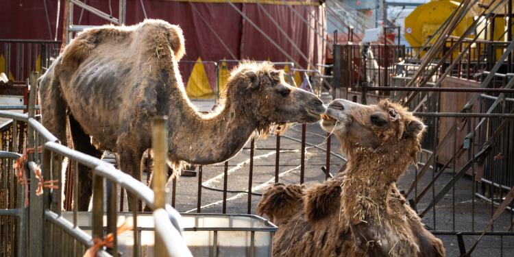 Beelden uit dierencircussen in Italië onthullen de sombere realiteit