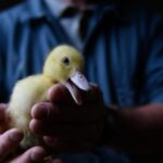 Brazilië verbiedt wreedheid op foie gras; waarom heeft de EU dat niet gedaan?