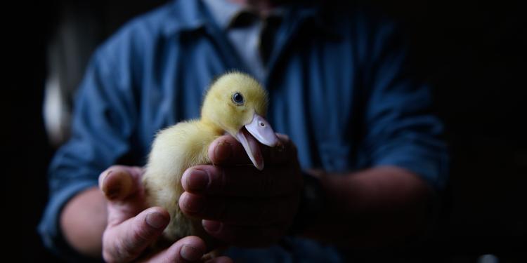 Brazilië verbiedt wreedheid op foie gras; waarom heeft de EU dat niet gedaan?