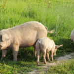 De EU Livestock Strategy brengt het einde van de kooien in zicht, geen enkele soort mag achterblijven