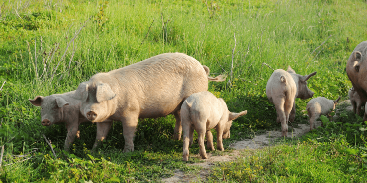 De EU Livestock Strategy brengt het einde van de kooien in zicht, geen enkele soort mag achterblijven
