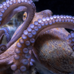 Een mijlpaal omdat de plannen voor de eerste octopuskwekerij ter wereld worden ingetrokken