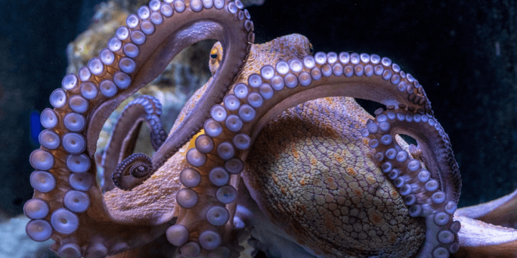 Een mijlpaal omdat de plannen voor de eerste octopuskwekerij ter wereld worden ingetrokken