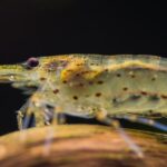 Goedkope import van industriële garnalen naar de EU veegt mangroven van de kaart