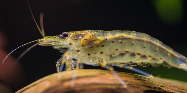 Goedkope import van industriële garnalen naar de EU veegt mangroven van de kaart