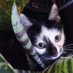 Identify the specific sounds that make your cat anxious