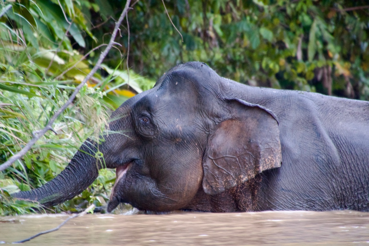 Een Borneo-pygmee-olifant (Elephas maximus borneensis) in Maleisië. Afbeelding door John Cannon/Mongabay.