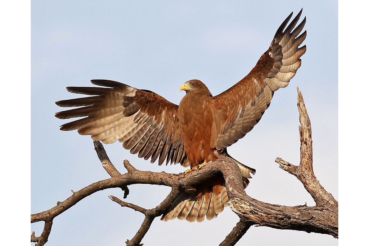 Geelsnavelwouw, Milvus-aegyptius