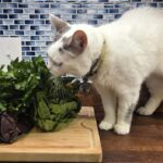 Pet Parents Should Know About Plant Ingredients